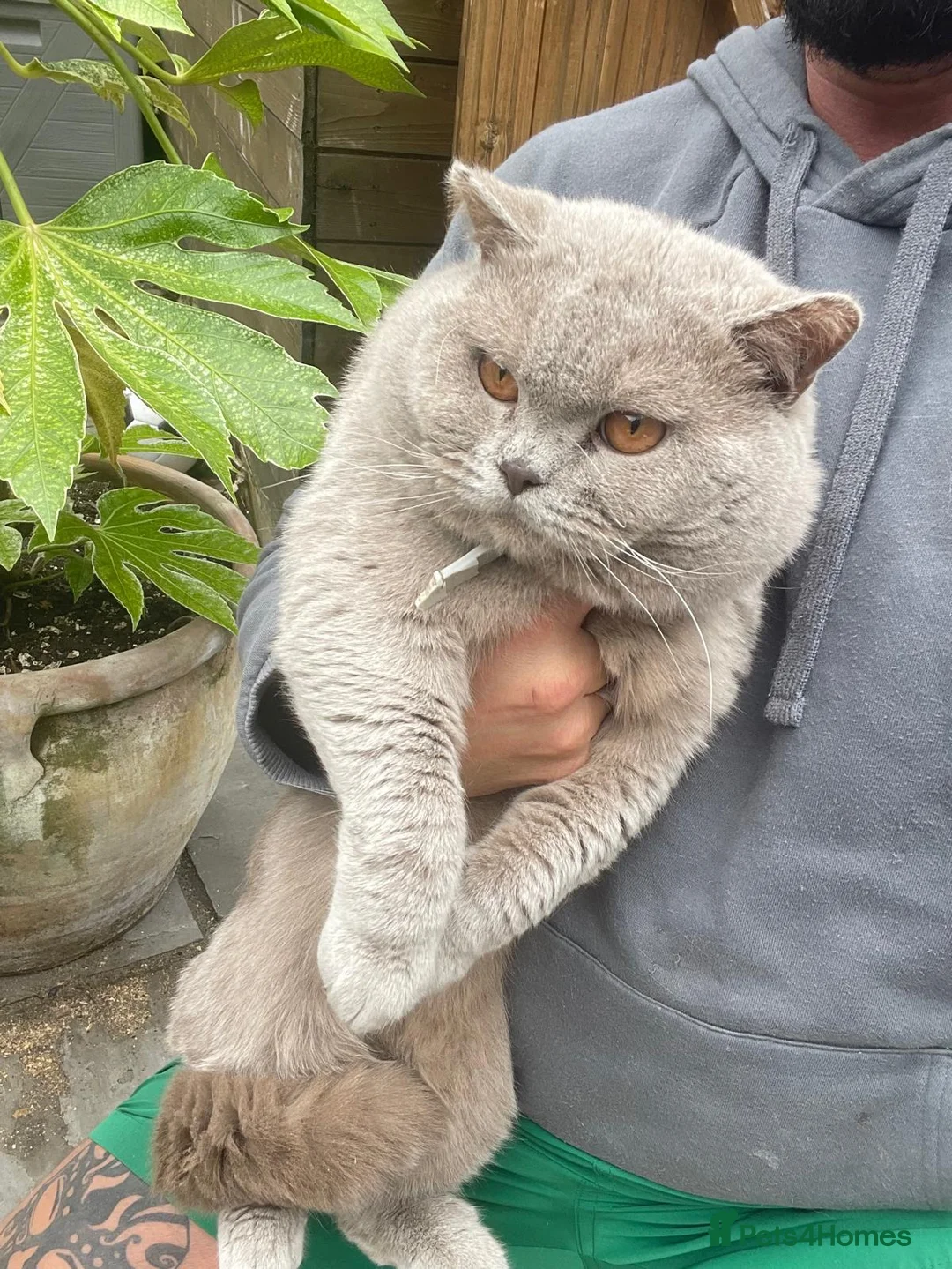 British Shorthair cats for sale: Re home Paddy British short hair  - Advert 7
