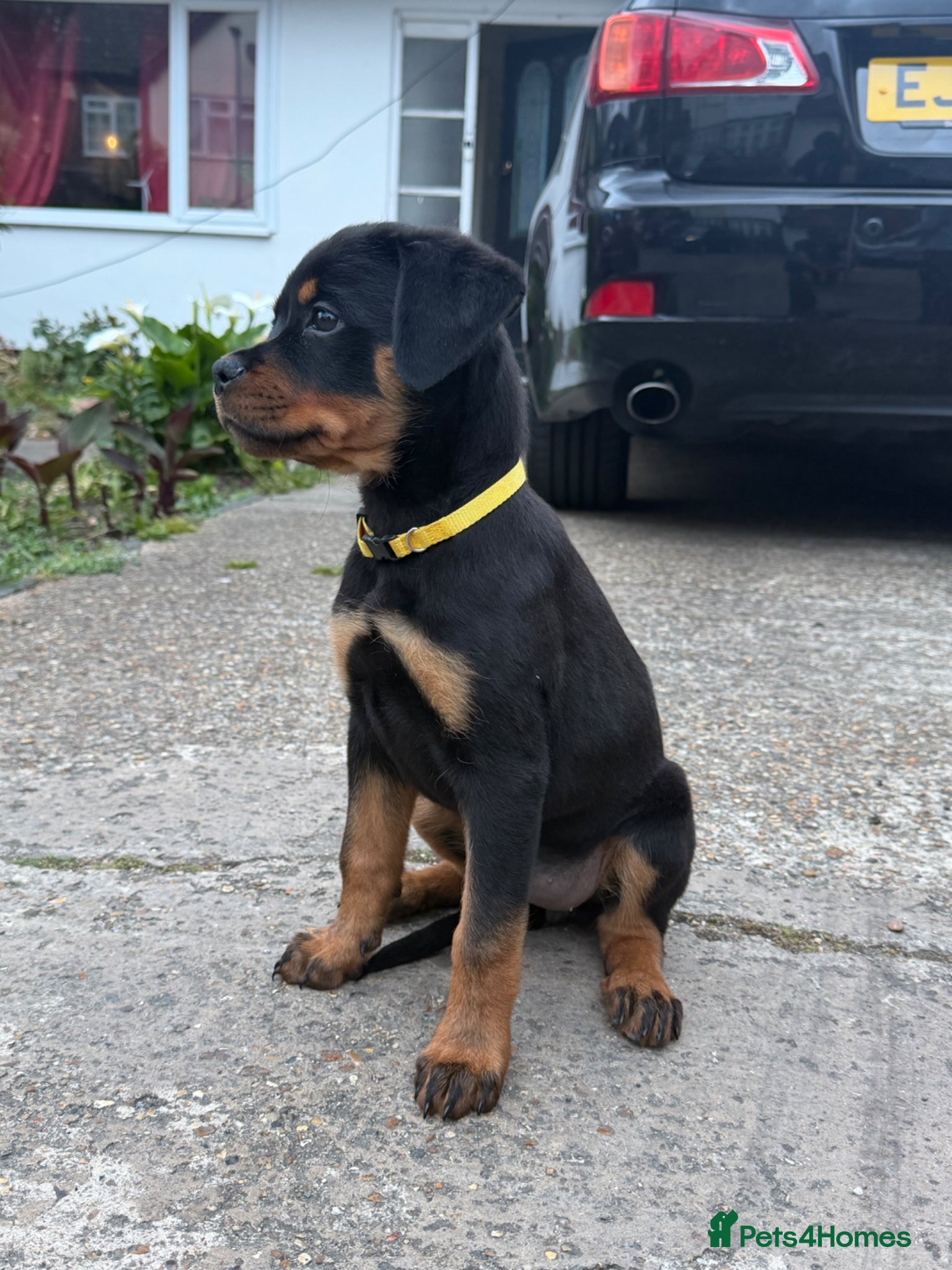 Rottweiler dogs Beautiful and Playful Rottweiler female puppy - Advert 2