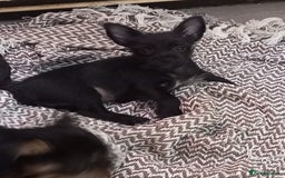 Mixed Breed dogs for sale: 💞ONLY 4 Beautiful Yorkie Russel Puppies Left 💞 - Image 25