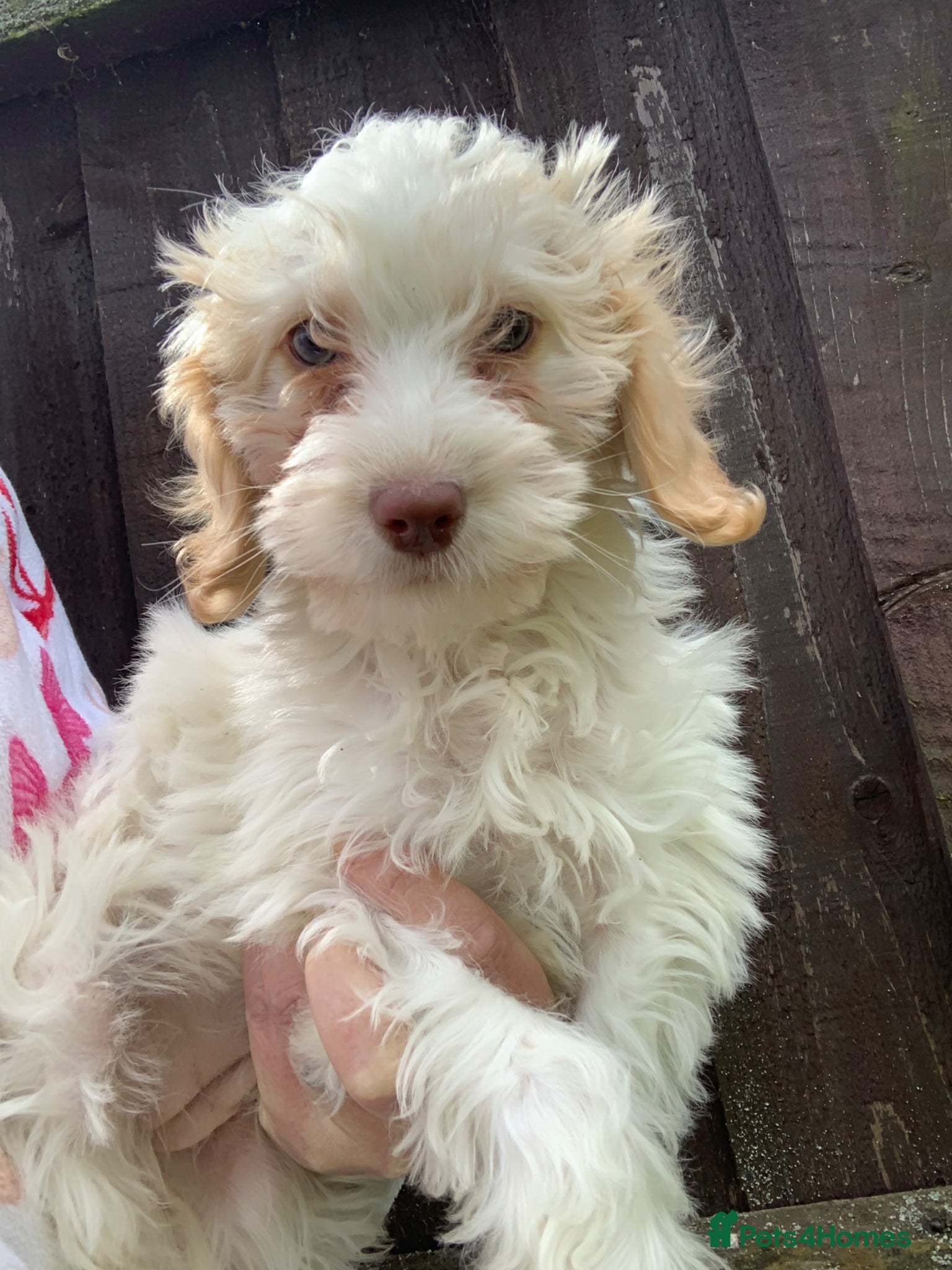 Cockapoo dogs  f1b cockapoo puppies dna clear ready now 1 left  - Advert 8