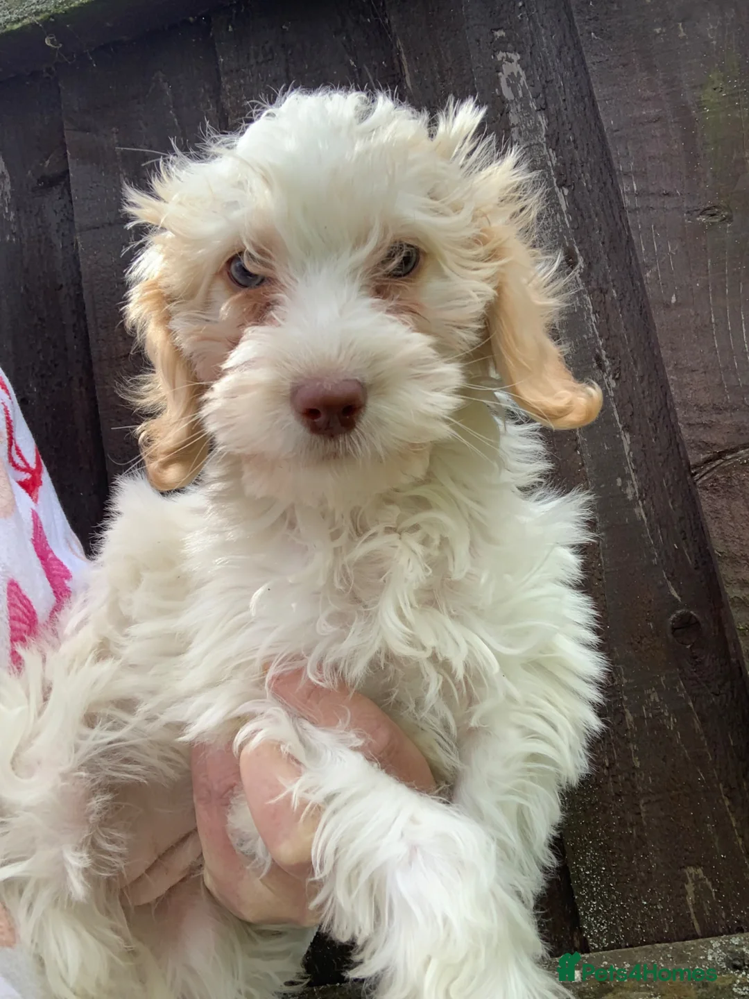 Cockapoo dogs for sale:  f1b cockapoo puppies dna clear ready now 1 left  - Advert 1