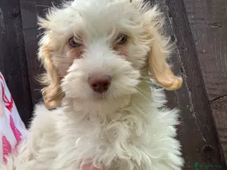 Cockapoo dogs f1b cockapoo puppies dna clear ready now 1 left - Advert 8