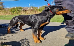 Rottweiler dogs for sale:  Female rottie 2 yr old open to sensible offers   - Image 1