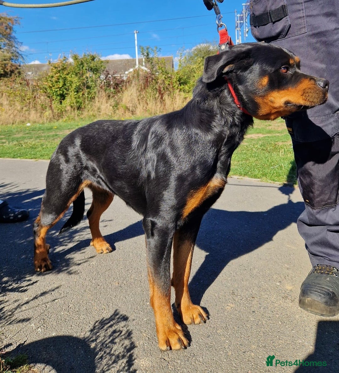 Rottweiler dogs for sale:  Female rottie 2 yr old open to sensible offers   - Image 1