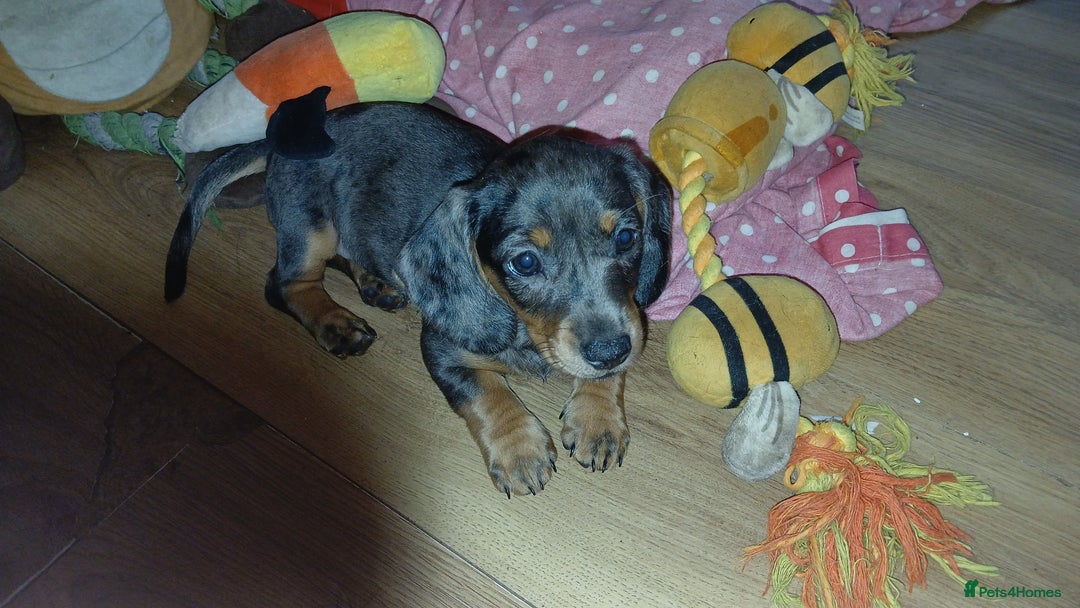 Dachshund dogs for sale: 1x Female Dachshund Left (27/07/2025) - Image 3