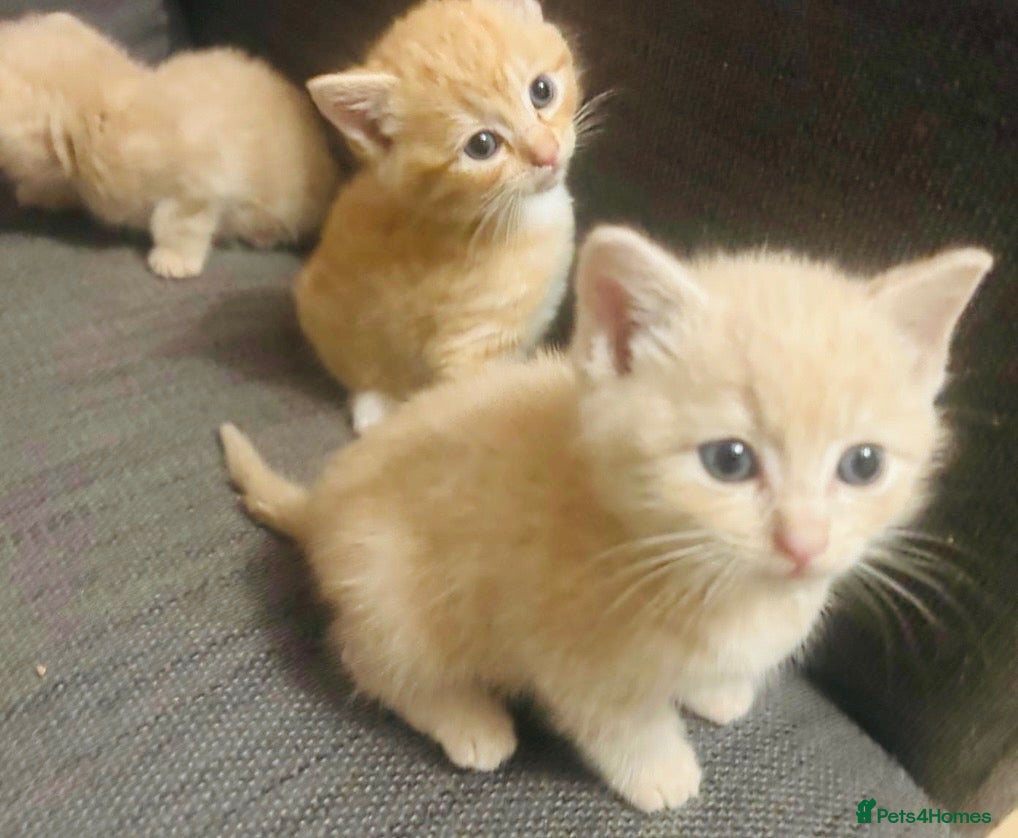 Domestic Shorthair cats 🐾 Gorgeous Kittens Ready for Their 4ever Homes 🐾 - Advert 1