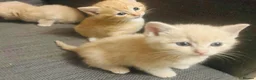 Domestic Shorthair cats for sale: 🐾 Gorgeous Kittens Ready for Their 4ever Homes 🐾 - Advert 1