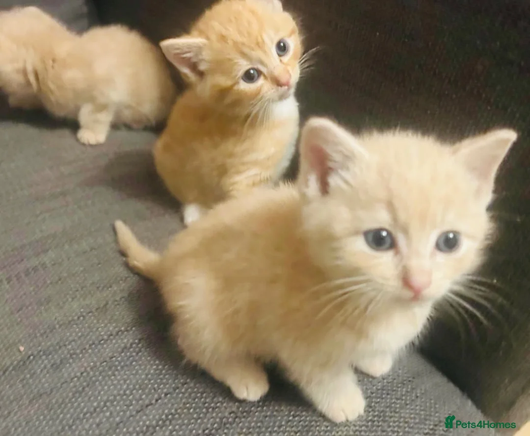 Domestic Shorthair cats for sale: 🐾 Gorgeous Kittens Ready for Their 4ever Homes 🐾 - Advert 1