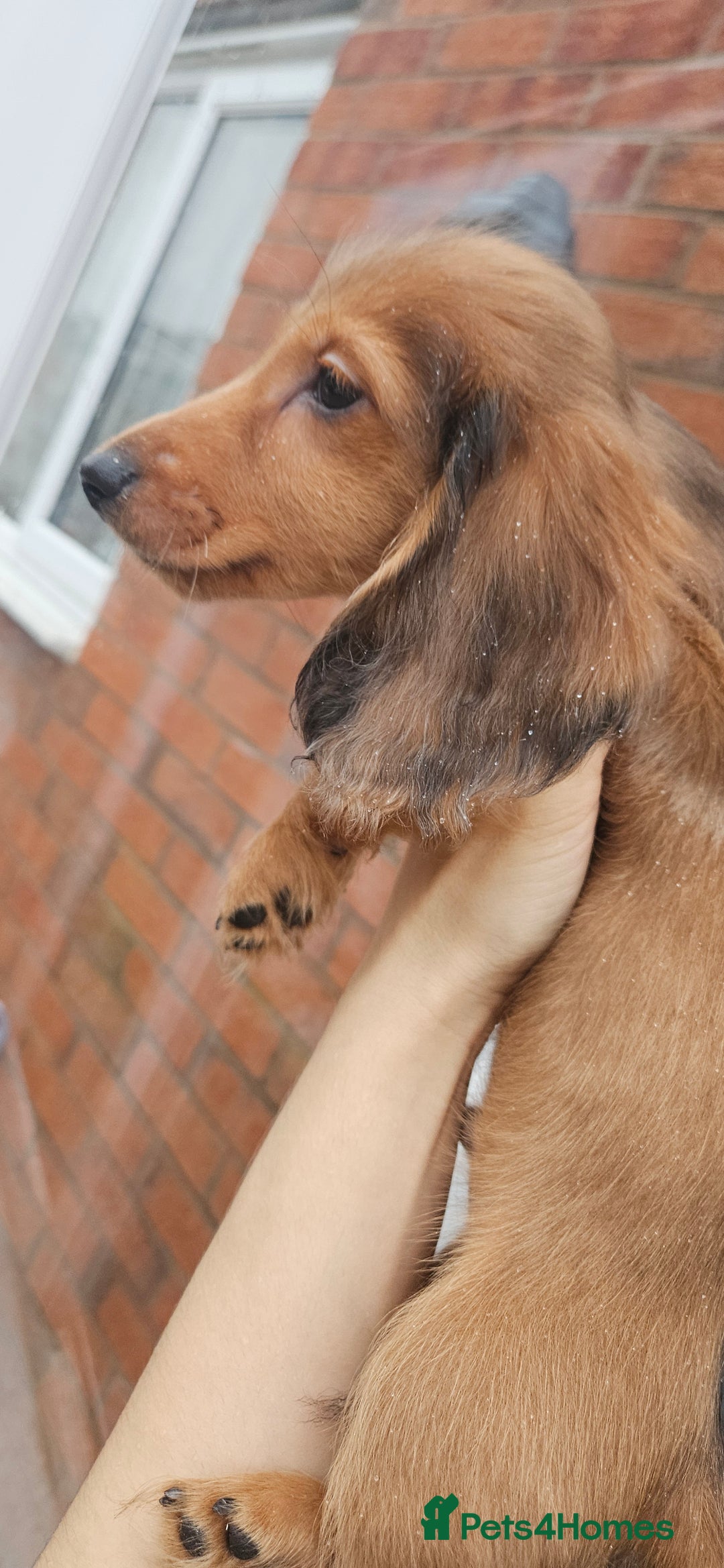 Miniature Dachshund dogs for sale: Ready now 🩵🩵🩵🩷 - Advert 39