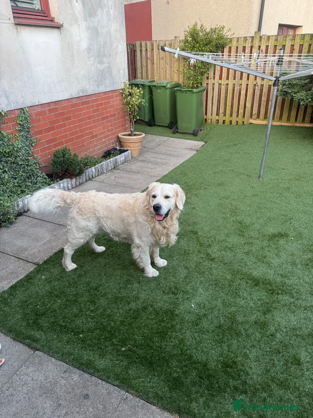 Golden Retriever dogs for stud: Zeus for stud  - Advert 2