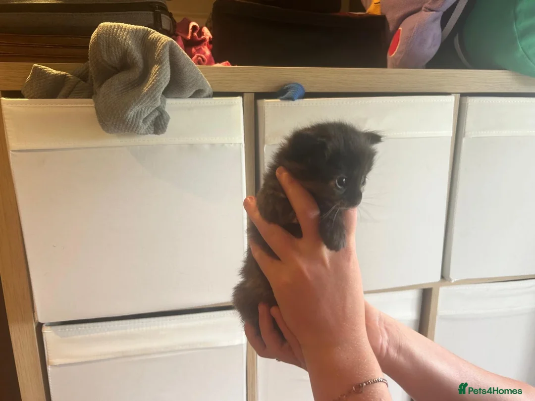 British Shorthair cats for sale: Adorable Kittens Looking for Loving Homes in Macclesfield - Advert 2