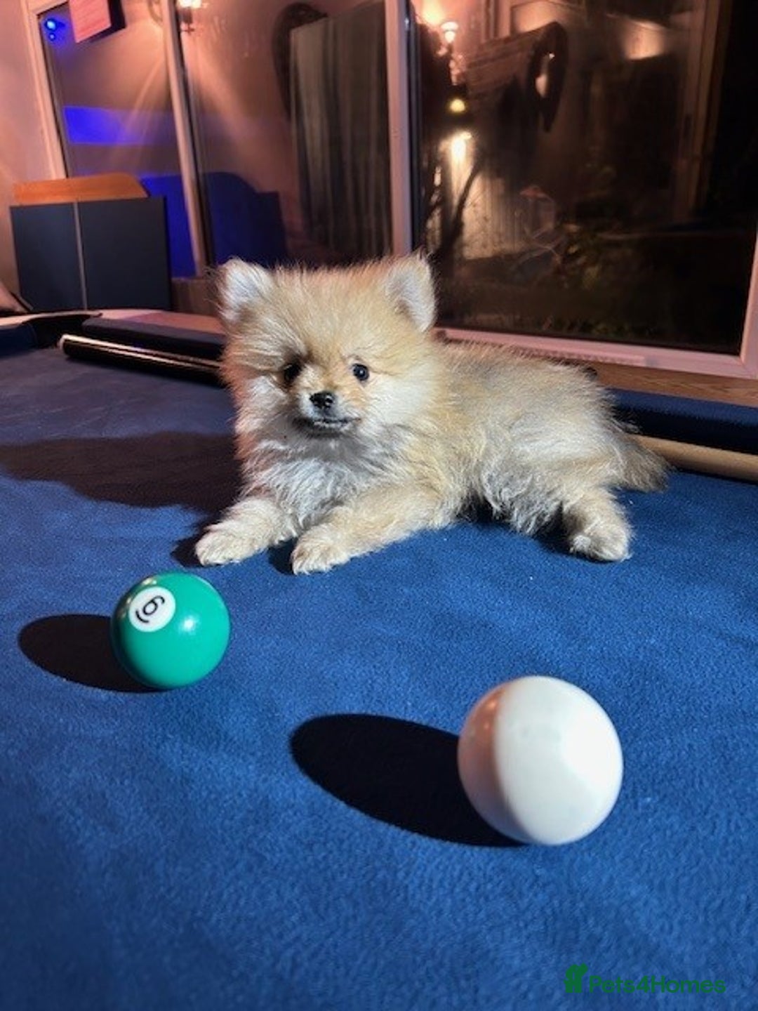 Pomeranian dogs for sale: Tiny Pomeranian Puppies - Advert 21