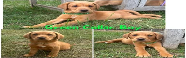 Green Collar Boy
