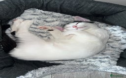 British Shorthair cats for sale: 2 adults cats looking for their forever home  - Image 5