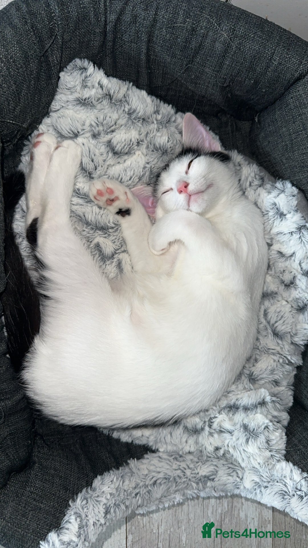 British Shorthair cats for sale: 2 adults cats looking for their forever home  - Image 5