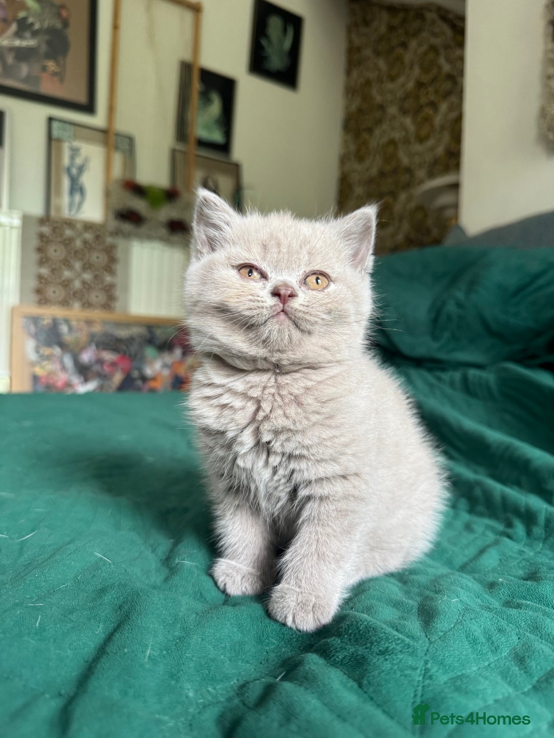 British Shorthair cats for sale: Beautiful litter of British short hair kittens - Image 14