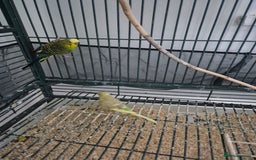 Budgerigars birds for sale: Large parrot cage with 3 budgies  - Advert 3