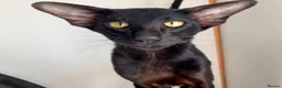 Oriental cats for sale: Oriental Shorthair - Advert 3