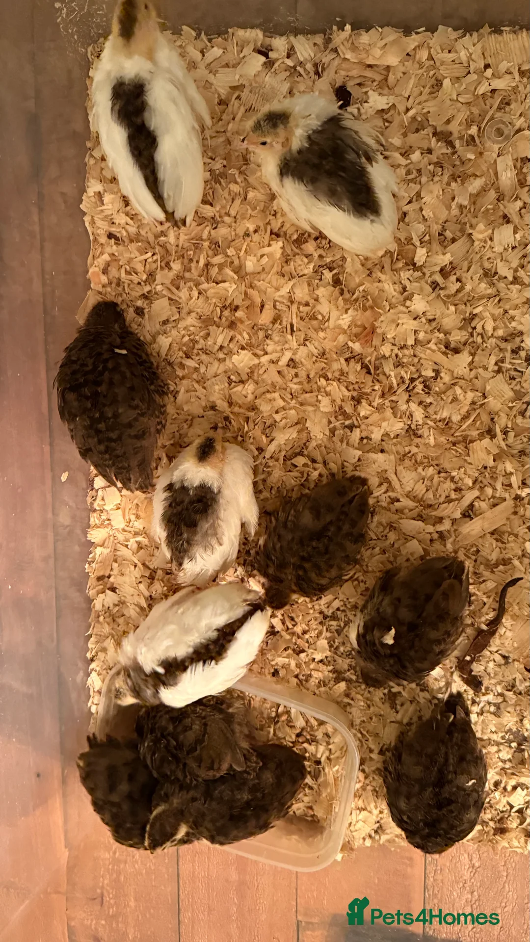 Quail poultry for sale: 🩵Celadon Coturnix quail chicks 💙 - Advert 18