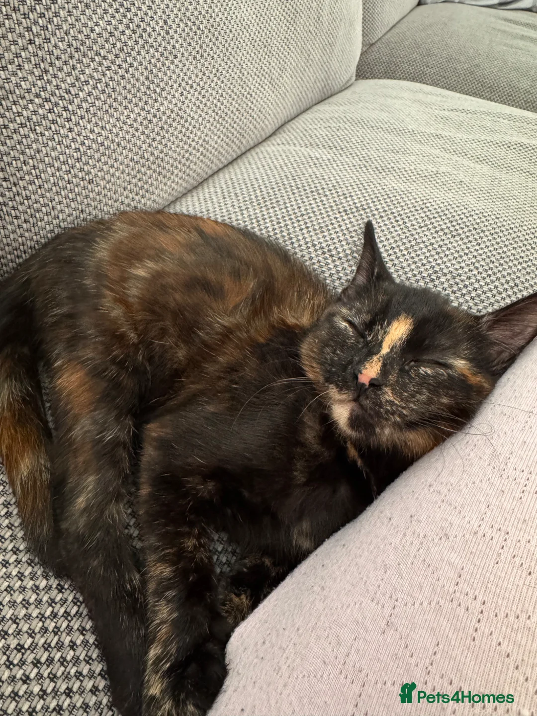 Domestic Shorthair cats for sale: Tortoiseshell girl kitten - Advert 5