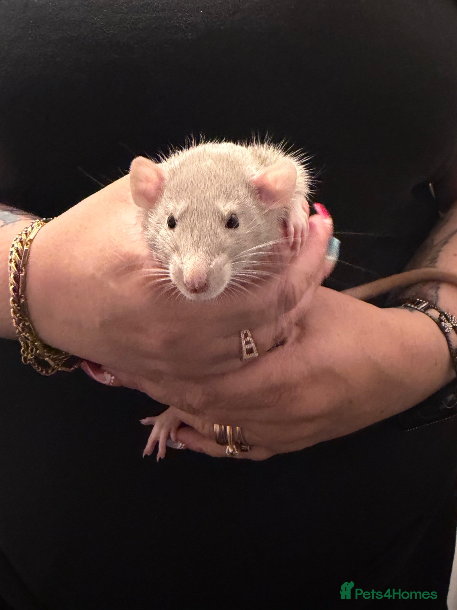 Rat rodents Baby Dumbo rats only 3 Boys 9 x Girls now left - Advert 1