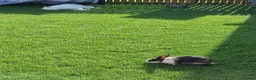 Mixed Breed rabbits for sale: Two male rabbits for rehoming  in Driffield - Advert 2