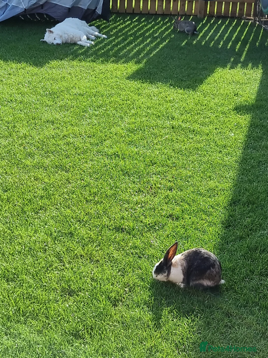 Mixed Breed rabbits for sale: Two male rabbits for rehoming  in Driffield - Advert 2