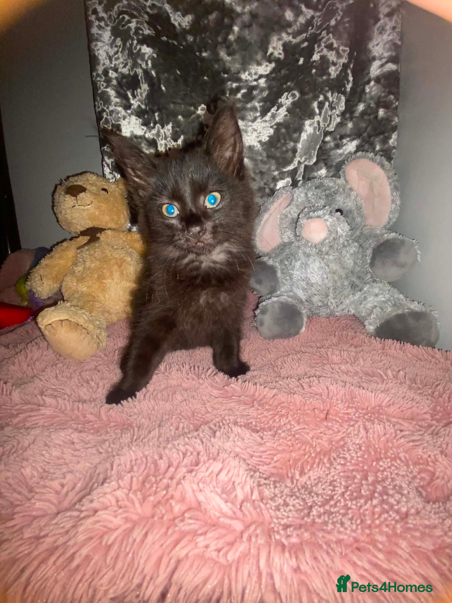Mixed Breed cats 🐾Two beautiful kittens 🐾 - Advert 1