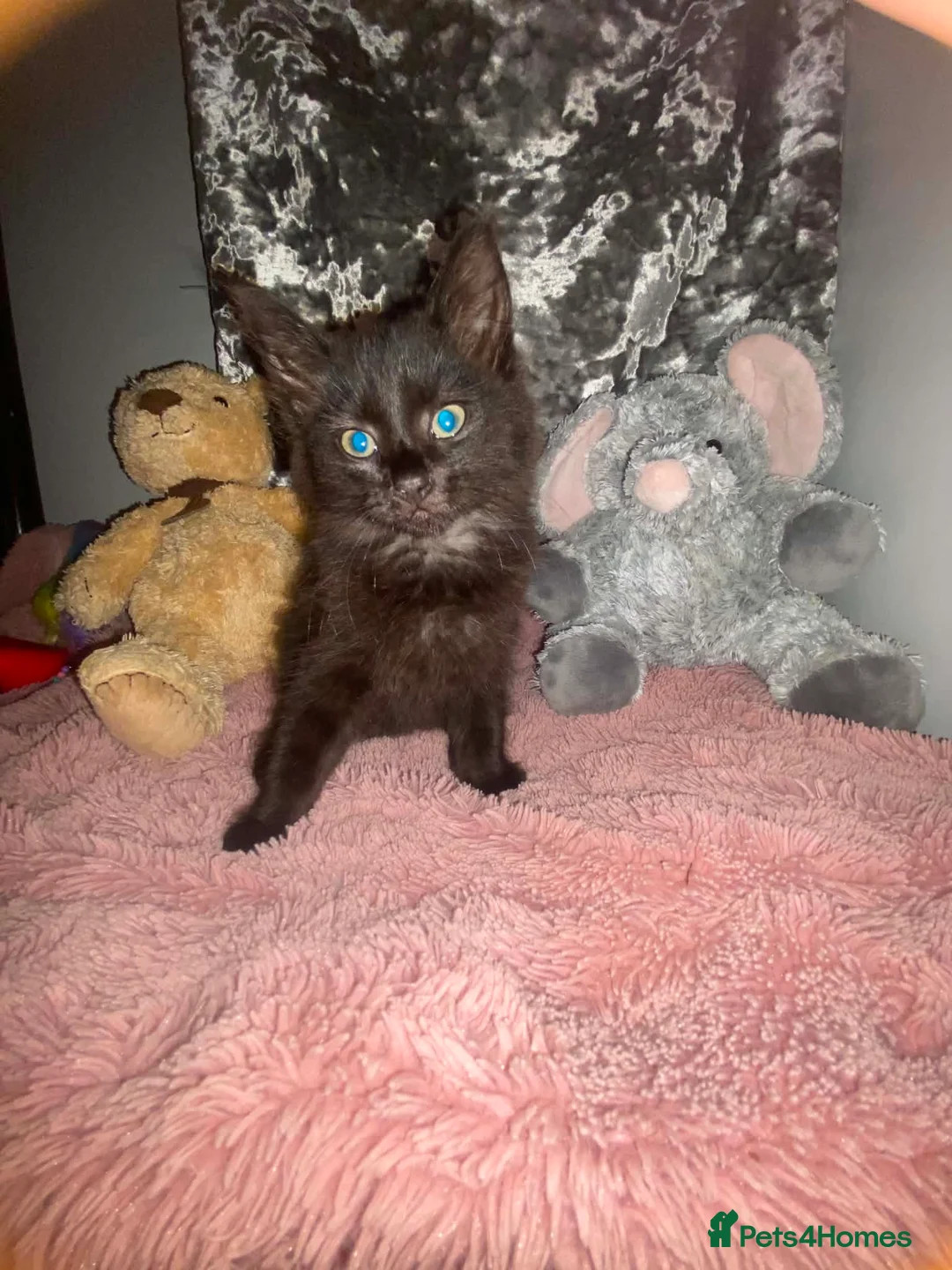 Mixed Breed cats for sale: 🐾Two beautiful kittens 🐾 - Advert 1