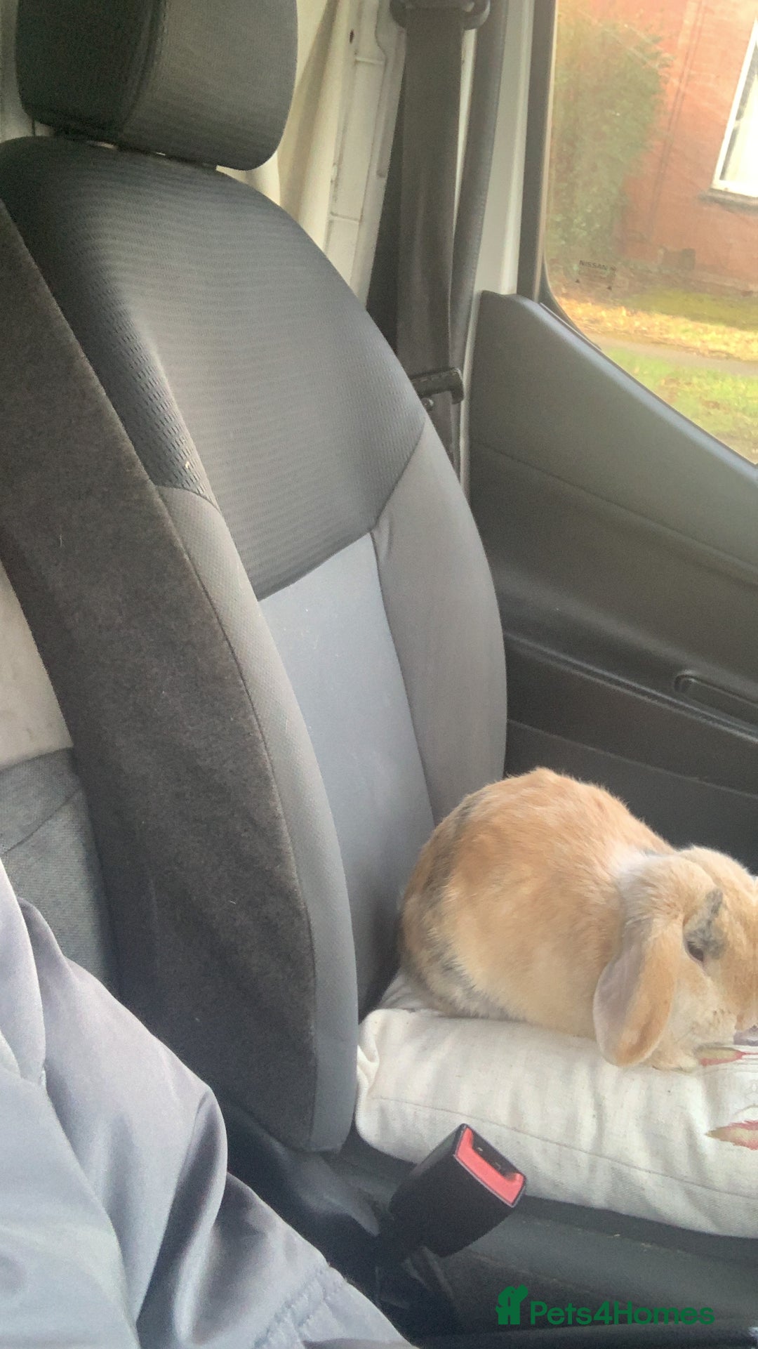 Mini Lop rabbits for sale: Rabbit for sale - Image 3