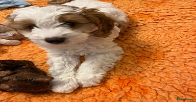 Cavapoo dogs - Advert 5