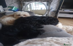 Mixed Breed dogs for sale: Beautiful Black Puppy  - Image 4