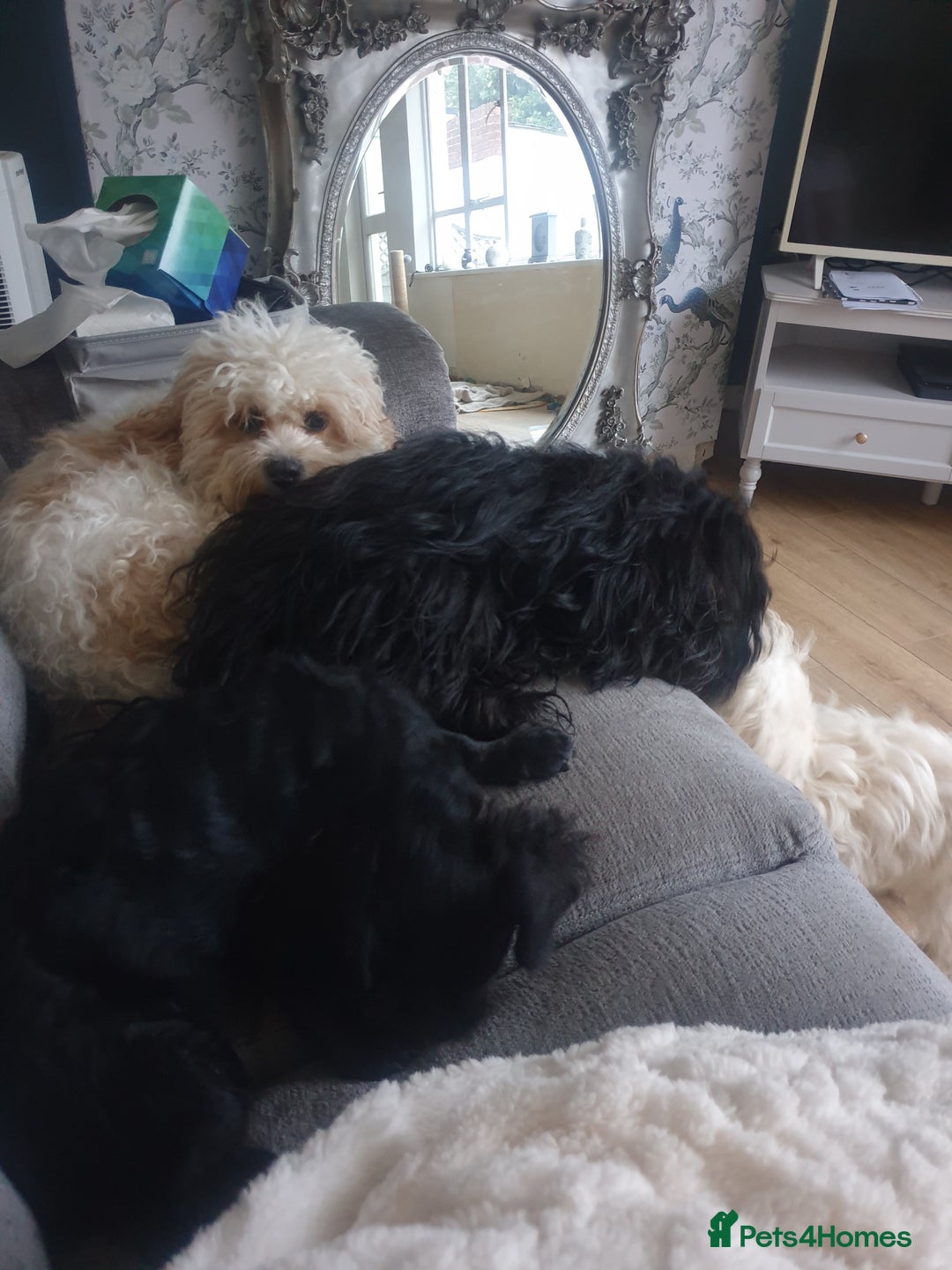 Mixed Breed dogs for sale: Beautiful Black Puppy  - Image 4