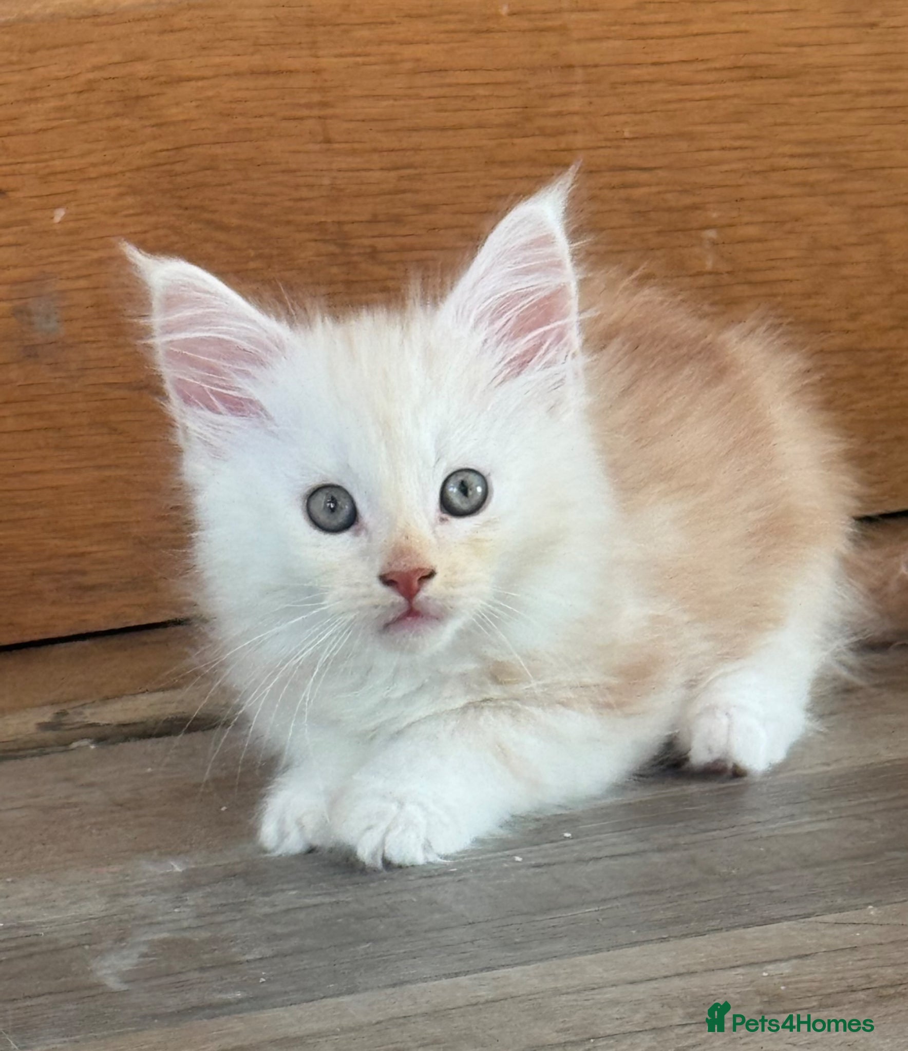 Maine Coon cats Stunning maine coon boys ready now  - Advert 1