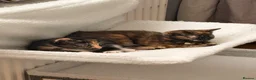 Mixed Breed cats for sale: 2 kittens  in Leicester - Advert 3