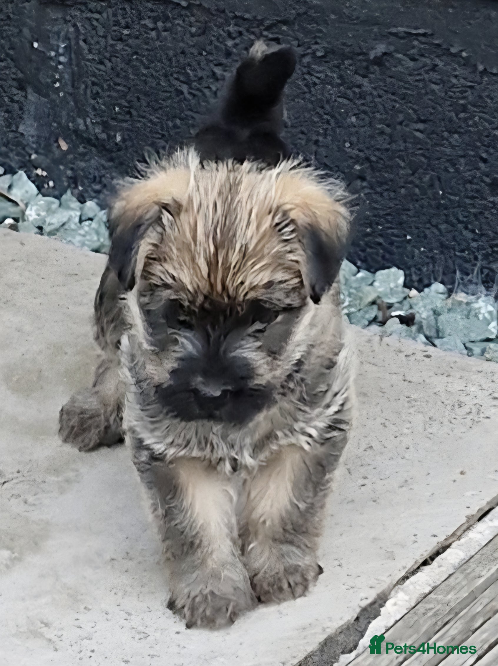 Cairn Terrier dogs 🐶 Only one left,  beautiful. male, Cairn Terrier  - Advert 9