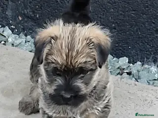 Cairn Terrier dogs 🐶 Only one left, beautiful. male, Cairn Terrier - Advert 1