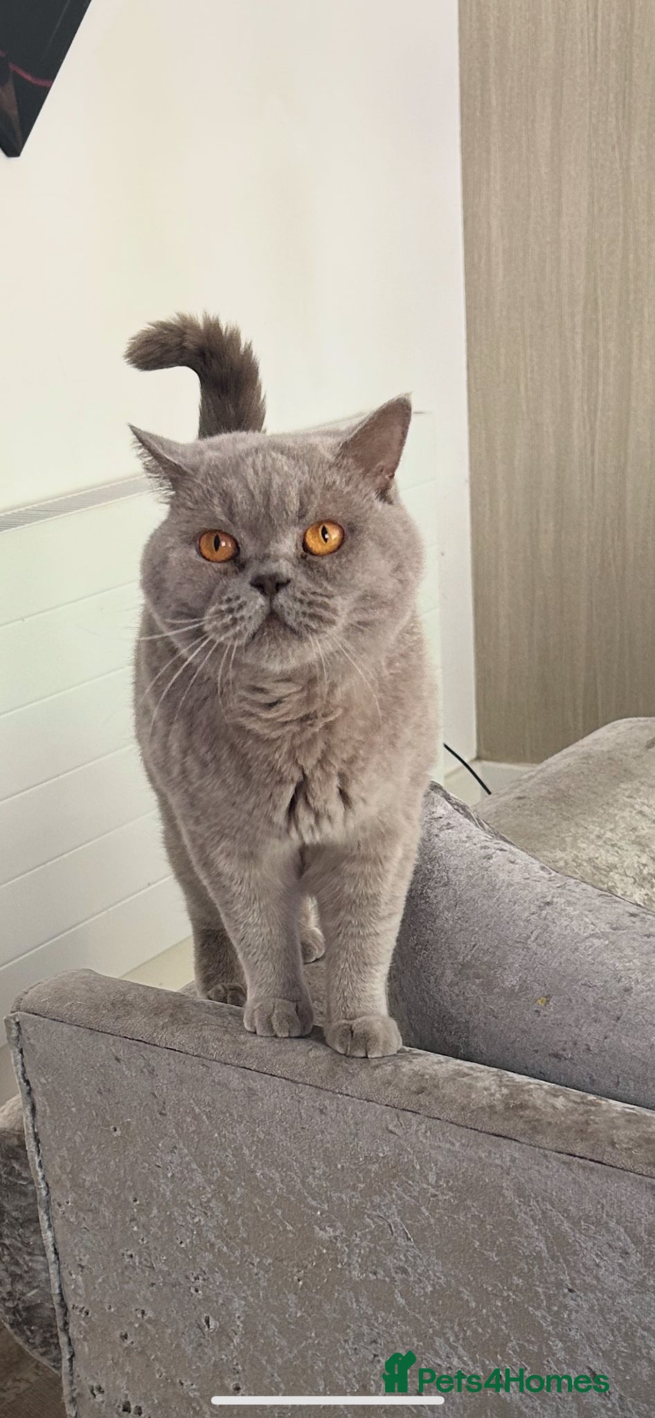 British Shorthair cats SKYLA - Advert 2