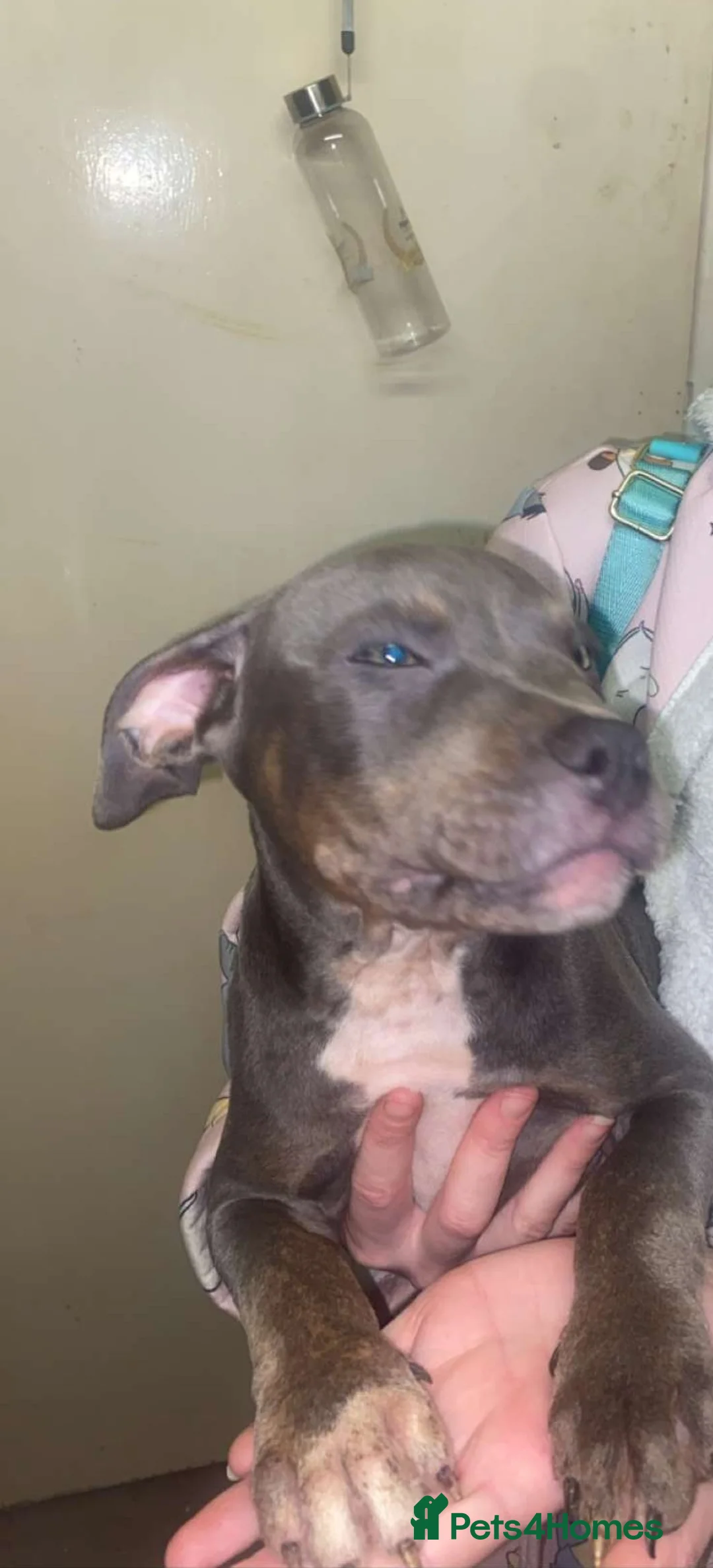 Staffordshire Bull Terrier dogs for sale: Beautiful Staffies pups  - Advert 6