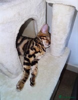 Bengal cats - Advert 1