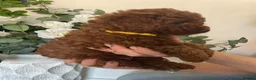 Cavapoochon dogs for sale: DNA Tested Hypoallergenic Cavapoochon F1BB Babies  - Advert 5