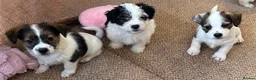 Jack Russell dogs for sale: Traditional short-legged Jack Russell puppy’s!  - Advert 9