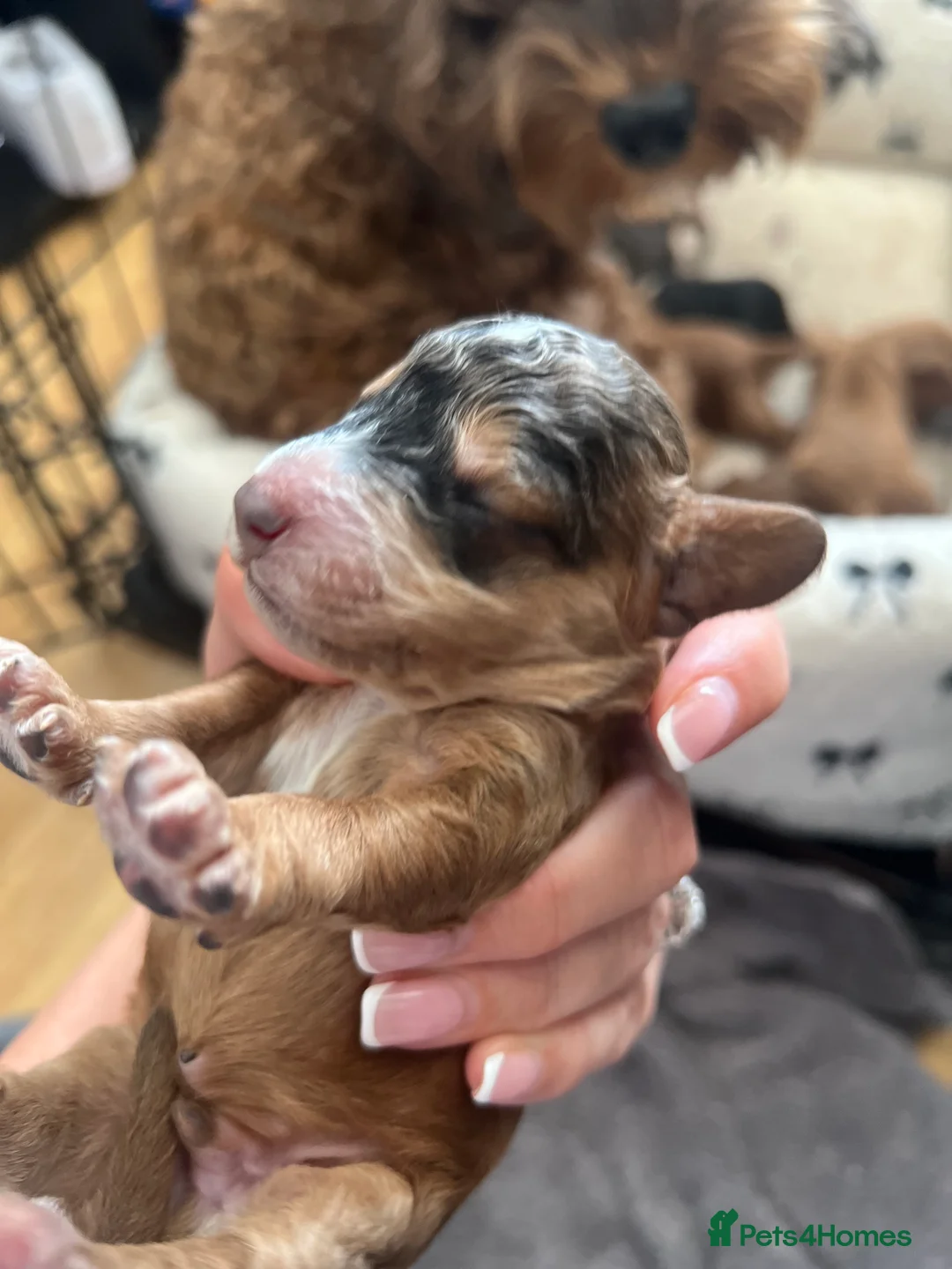 Cockapoo dogs for sale: Cockapoo Puppies by Proven Parents (last litter) - Advert 2