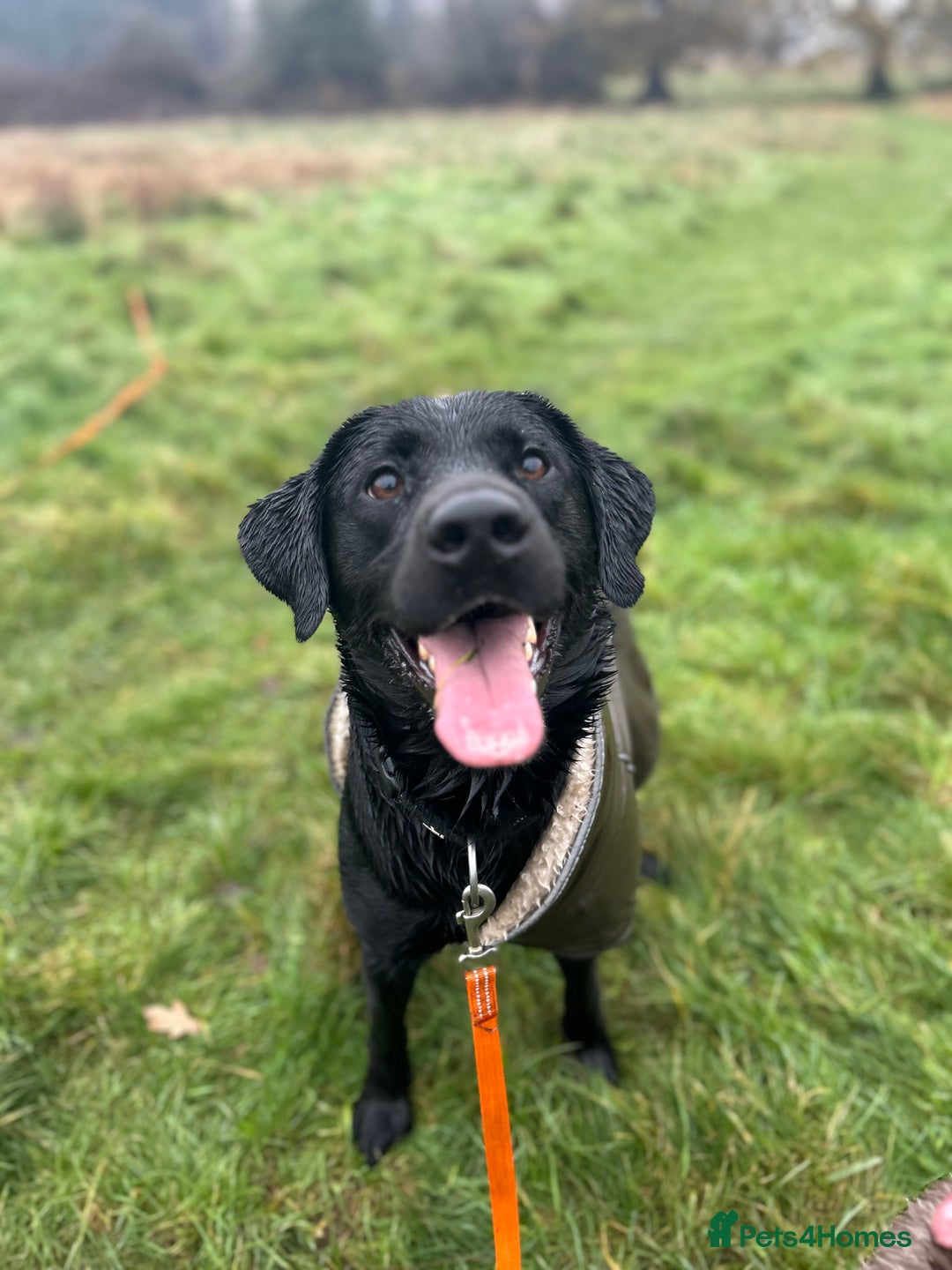 Labrador Retriever dogs for sale: Kc reg male black lab  - Advert 1