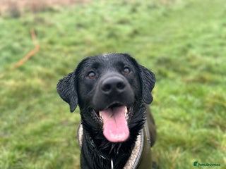 Labrador Retriever dogs Kc reg male black lab - Advert 1