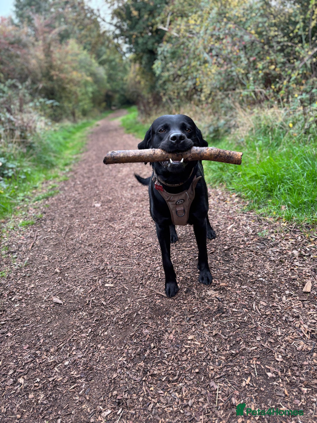 Labrador Retriever dogs for stud: Gentle Police-Trained Labrador Stud - Advert 6
