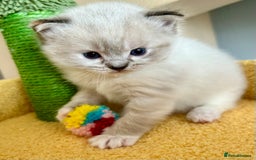 Ragdoll cats for sale: Stunning Ragdoll kitten SHOW/BREEDING -GCCF   - Image 30