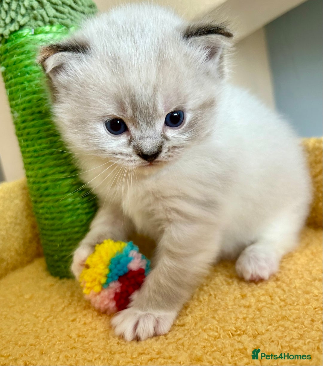 Ragdoll cats for sale: Stunning Ragdoll kitten SHOW/BREEDING -GCCF   - Image 30