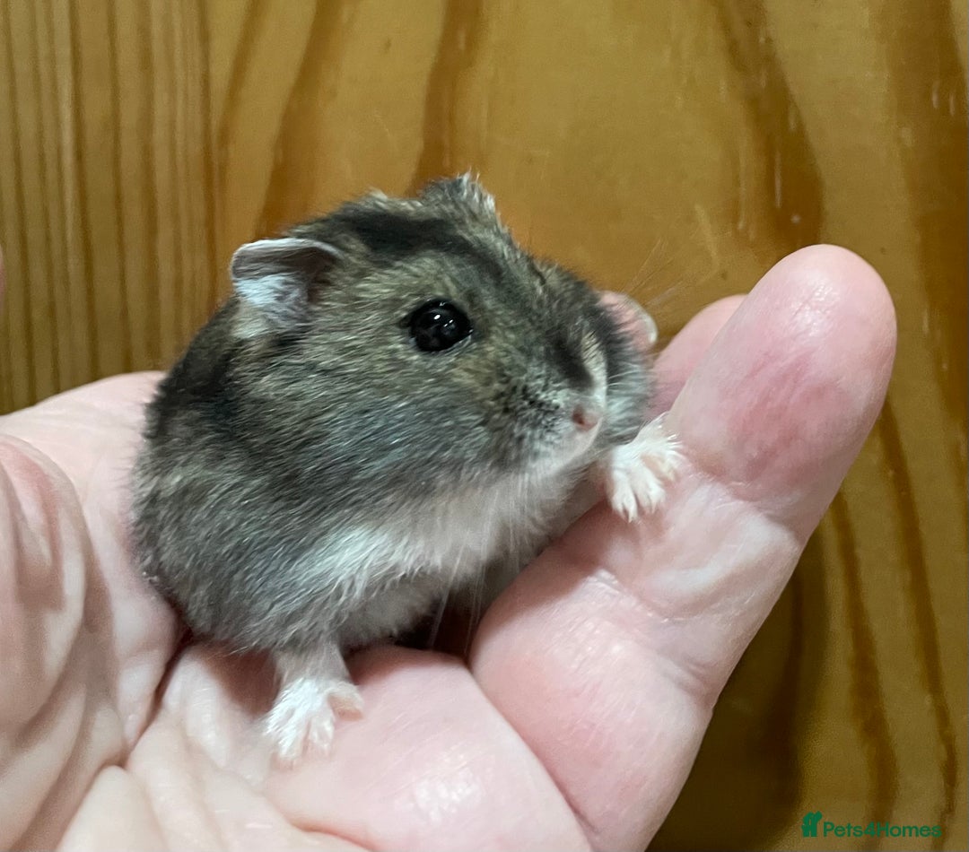 Hamster rodents for sale: Young female Winter White Russian hamster. - Advert 9