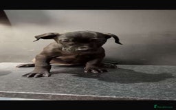 Presa Canario dogs for sale: Presa pups  - Image 5